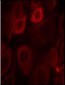Phospho-Her3 (ErbB3)-Y1328 Antibody